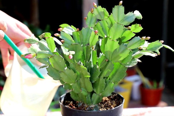 冬季开花的花卉，有梅花、山茶花等