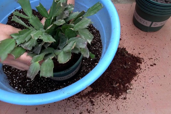 冬季开花的花卉，有梅花、山茶花等