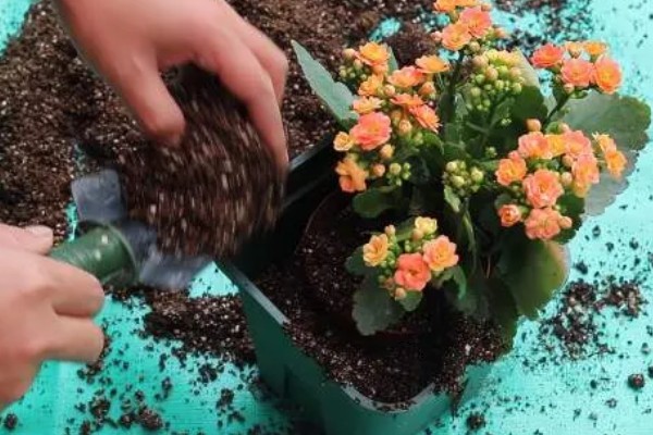 冬季开花的花卉，有梅花、山茶花等