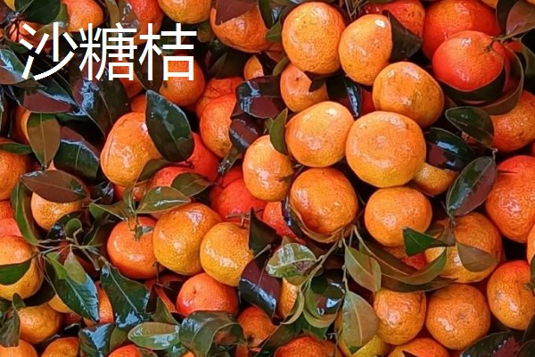 沙糖桔与南丰桔的区别，外观和口感均不同
