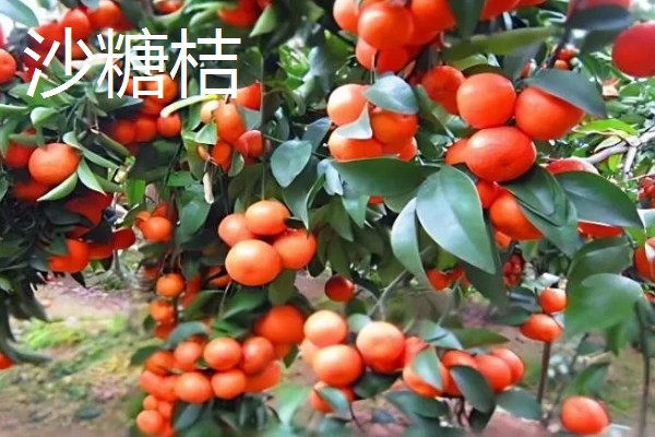 沙糖桔与南丰桔的区别，外观和口感均不同