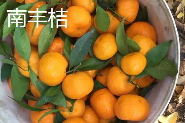 沙糖桔与南丰桔的区别，外观和口感均不同