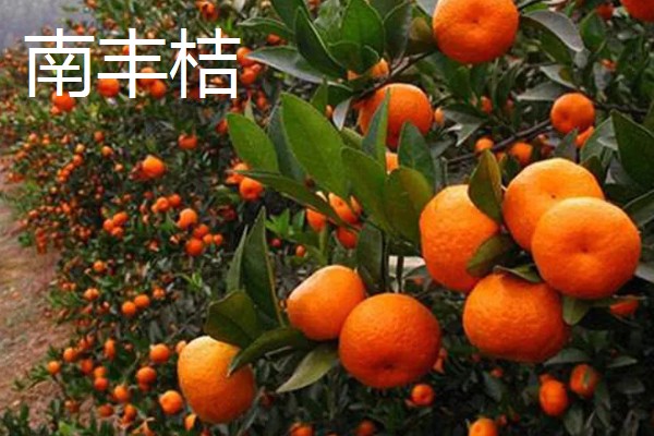 沙糖桔与南丰桔的区别，外观和口感均不同