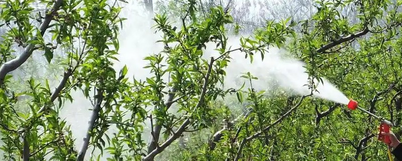 桃树促控的管理方法，要少施多次勤给肥