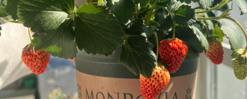 怎么让盆栽草莓结果，采果期间主施磷钾肥