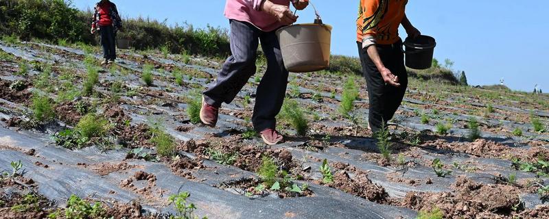 春季种地的时间安排，初春可以在种生菜、菠菜、上海青等