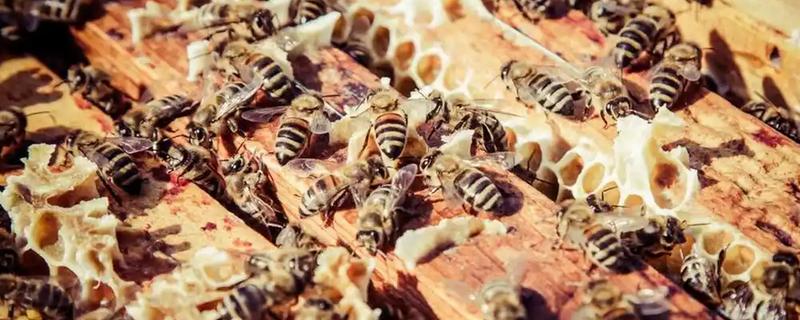 长期失王的蜂群如何处理，可介入新王