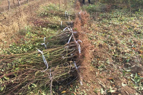 桃树促控的管理方法，要少施多次勤给肥