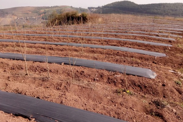 桃树促控的管理方法，要少施多次勤给肥