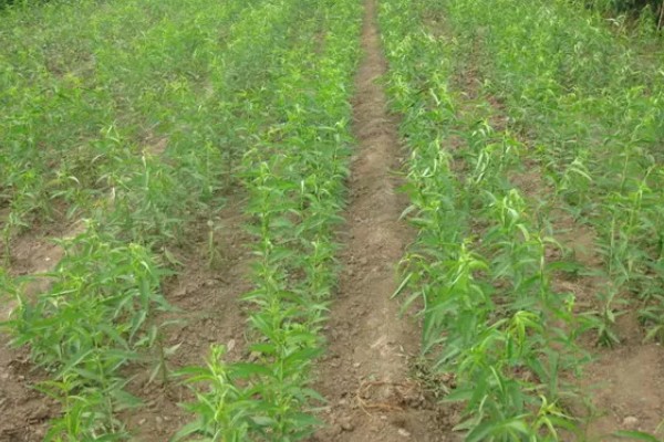 桃树促控的管理方法，要少施多次勤给肥