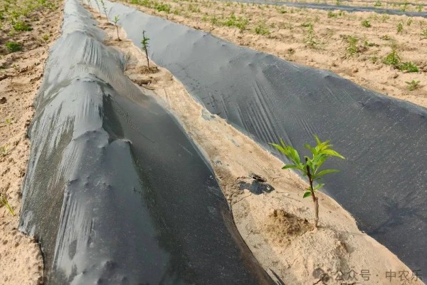 桃树促控的管理方法，要少施多次勤给肥