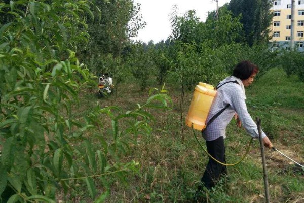 桃树促控的管理方法，要少施多次勤给肥