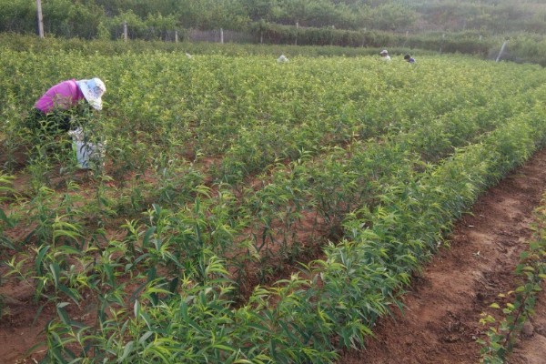 桃树促控的管理方法，要少施多次勤给肥