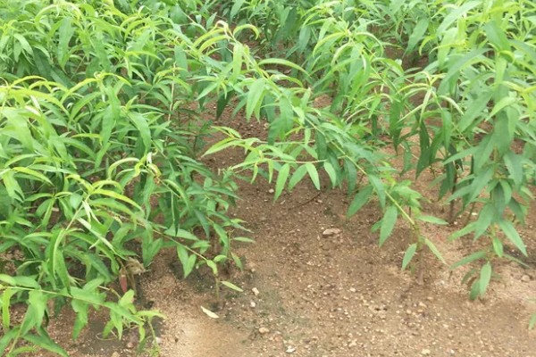 桃树促控的管理方法，要少施多次勤给肥