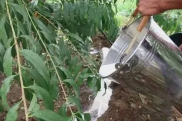 桃树促控的管理方法，要少施多次勤给肥