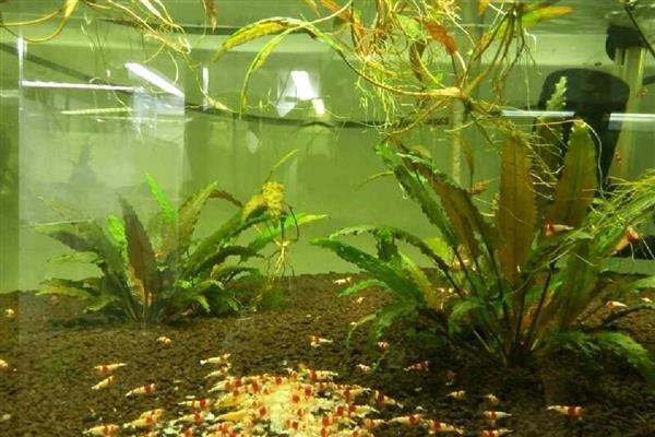 观赏虾养殖鱼缸里需要放什么，可以放过滤、氧气泵等