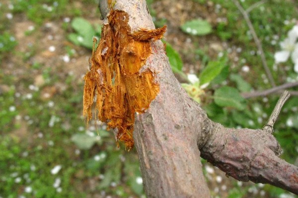 桃树促控的管理方法，要少施多次勤给肥