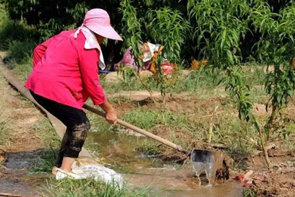 桃树促控的管理方法，要少施多次勤给肥