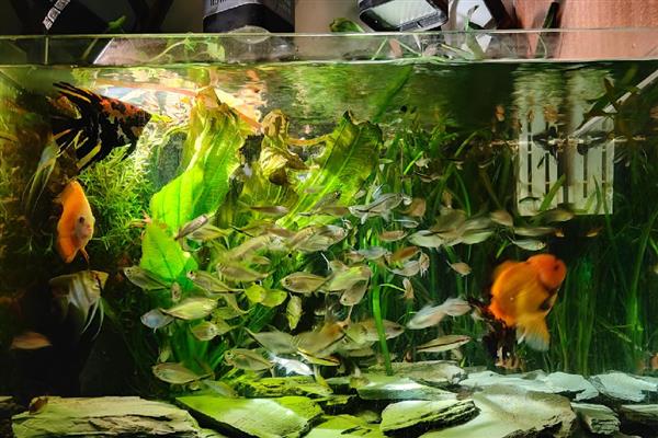 观赏虾养殖鱼缸里需要放什么，可以放过滤、氧气泵等