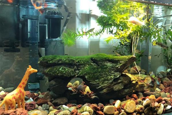 观赏虾养殖鱼缸里需要放什么，可以放过滤、氧气泵等