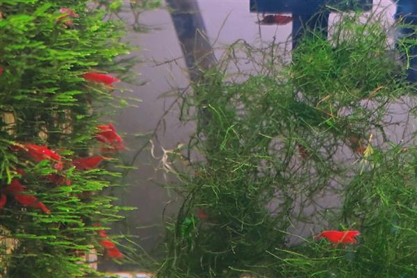 观赏虾养殖鱼缸里需要放什么，可以放过滤、氧气泵等