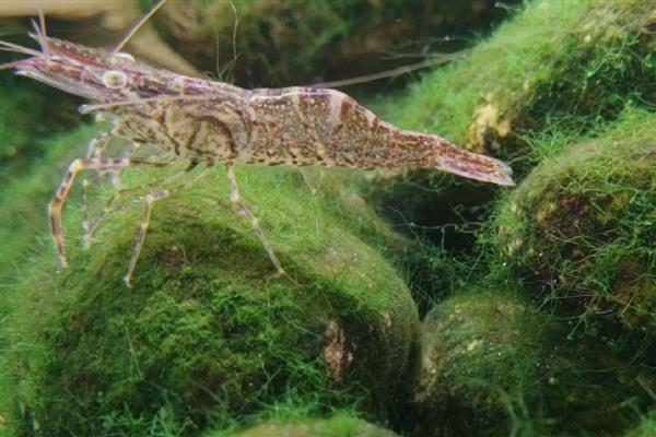 观赏虾养殖鱼缸里需要放什么，可以放过滤、氧气泵等