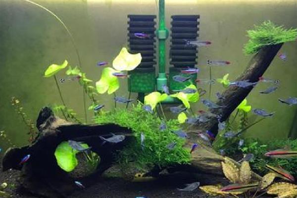 观赏虾养殖鱼缸里需要放什么，可以放过滤、氧气泵等