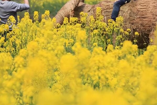 油菜的种植方法，播种前将种子晾晒3-4个小时
