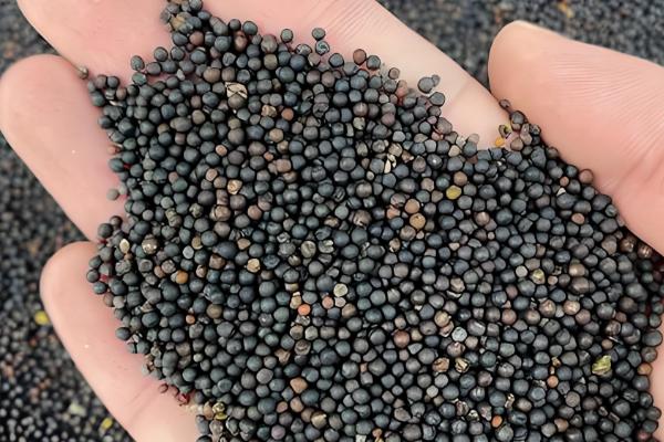 油菜的种植方法，播种前将种子晾晒3-4个小时