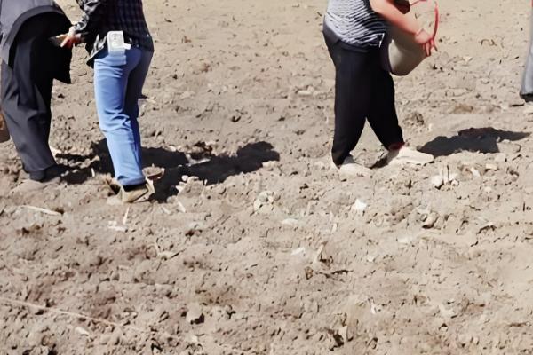 油菜的种植方法，播种前将种子晾晒3-4个小时