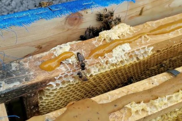 长期失王的蜂群如何处理，可介入新王