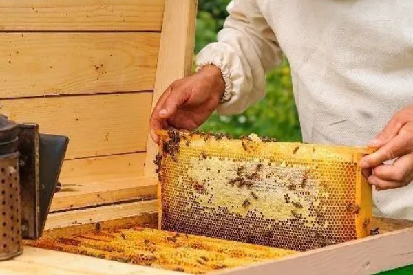 长期失王的蜂群如何处理，可介入新王