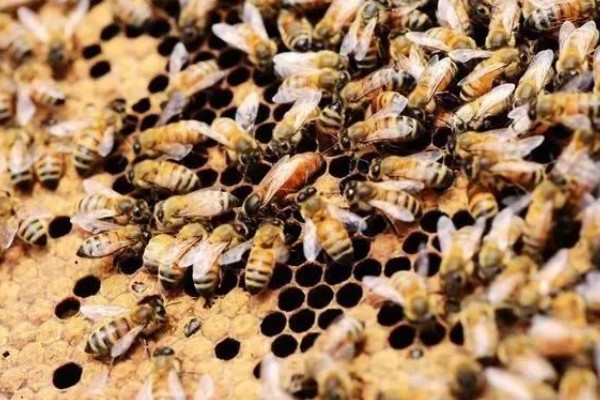 长期失王的蜂群如何处理，可介入新王