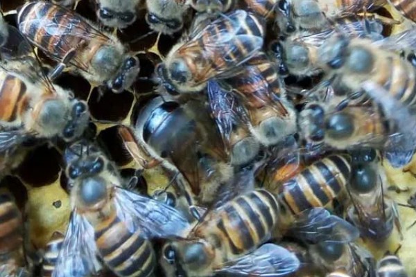 长期失王的蜂群如何处理，可介入新王