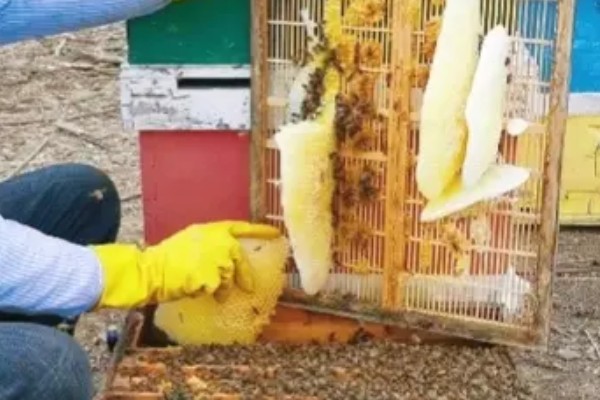 长期失王的蜂群如何处理，可介入新王