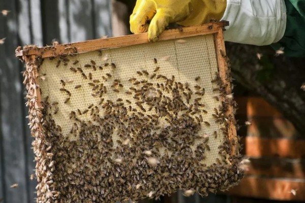 长期失王的蜂群如何处理，可介入新王