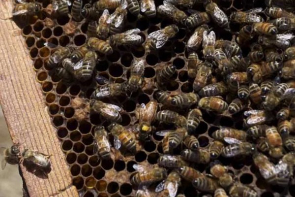 长期失王的蜂群如何处理，可介入新王