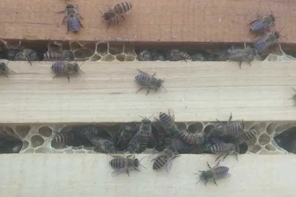 长期失王的蜂群如何处理，可介入新王