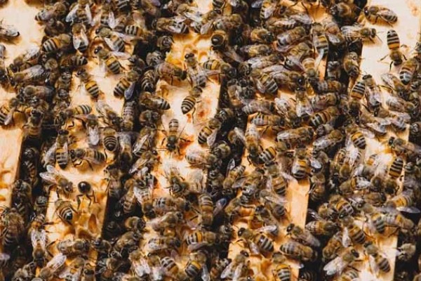 长期失王的蜂群如何处理，可介入新王