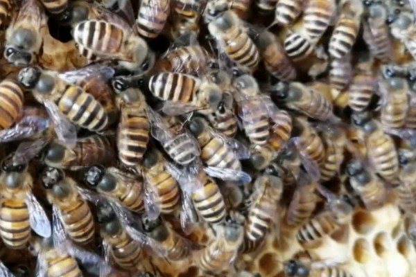 长期失王的蜂群如何处理，可介入新王