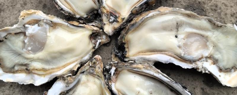 乳山生蚝的上市时间，集中在11月份至翌年5月份