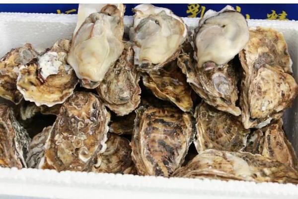 乳山生蚝的上市时间，集中在11月份至翌年5月份