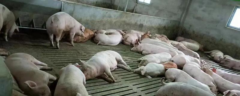 决定养猪场效益的因素，包括管理、饲料、猪的品种等