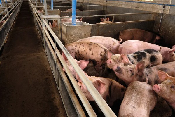 决定养猪场效益的因素，包括管理、饲料、猪的品种等