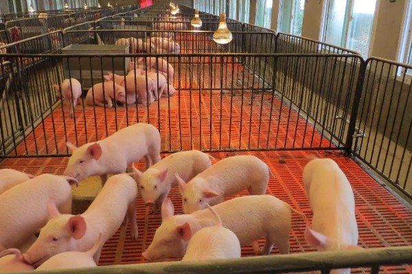 决定养猪场效益的因素，包括管理、饲料、猪的品种等