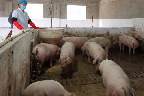 决定养猪场效益的因素，包括管理、饲料、猪的品种等