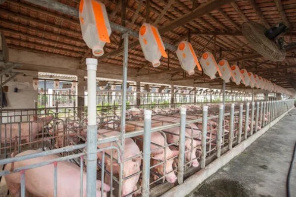 决定养猪场效益的因素，包括管理、饲料、猪的品种等