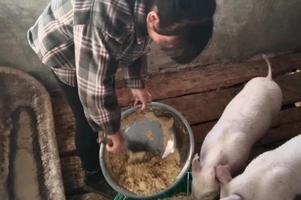 决定养猪场效益的因素，包括管理、饲料、猪的品种等