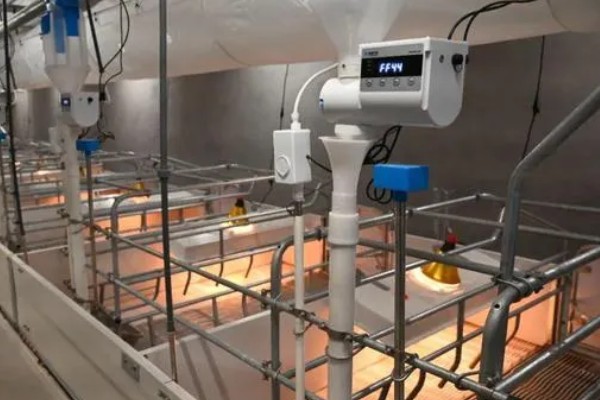 决定养猪场效益的因素，包括管理、饲料、猪的品种等