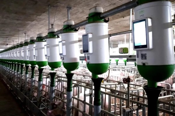 决定养猪场效益的因素，包括管理、饲料、猪的品种等